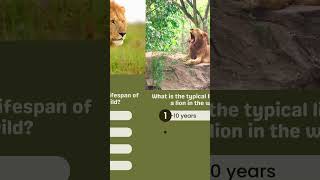 What is the typical lifespan of a lion in the wild [upl. by Lombardi]