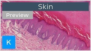 Skin types of tissues and cells preview  Human Histology  Kenhub [upl. by Ilocin]