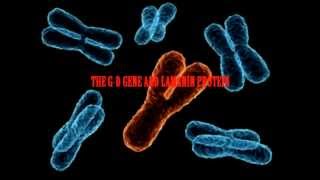 LAMININ THE GLUE THAT HOLDS MAN TOGETHER the bible connection [upl. by Yasibit]