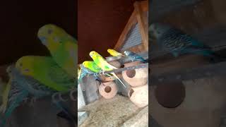 Australian parrot 🐦 kuch lag raya ha wasa aj Garmi thi australianparrorttrending greencolorbirds [upl. by Chill836]