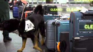 XRay Mega Airport Drug Sniffing Dog [upl. by Malonis]