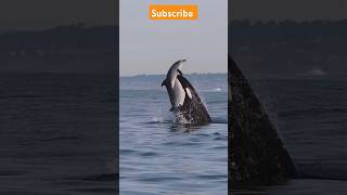 Orca Attack on dolphin 🦭🦭🦭🐬🐬🐬 youtubeshorts ytshorts foryou shortvideo fish shark shorts [upl. by Haerdna]