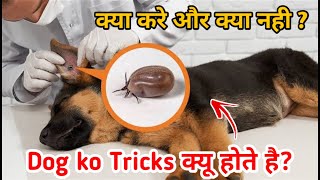 Remove ticks from your dog 100 working🔥  ticks क्यों होते हे [upl. by Reaht]