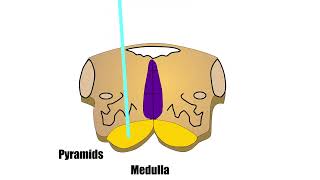 Corticospinal tracts with animation [upl. by Ellehcear]