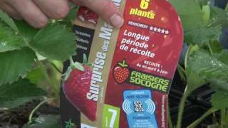 Les fraisiers les conseils de plantation dHorti Sologne [upl. by Hayyim577]