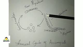 Reproduction in ascomycota Asexual cycle Conidia  ConidiophoreMyceliumhyphaAscomycetes yeast [upl. by Prissy]