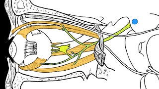 Cranial nerves III IV and VI [upl. by Chatwin]