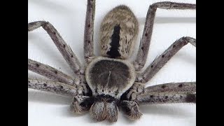 The BIG Huntsman Spider that lives in our Garage [upl. by Ungley865]