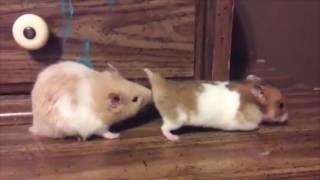 I put spongebob music over hamsters mating [upl. by Olnay]