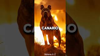 Presa Canario  The Most Dangerous Dog Breeds [upl. by Enrobyalc]