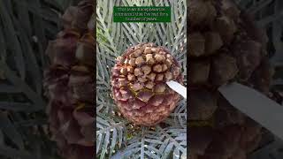 Encephalartos lehmannii  Cycad Pollination 2022  Encephalartos woodii Debutant Ball [upl. by Leizar]