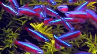 Ikan Cardinal Neon Tetra Aquascape P2 [upl. by Blader]