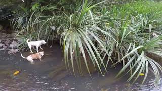 DOG vs water monitor [upl. by Berey]