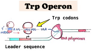 Tryptophan Trp Operon a repressible operon  UGG codons in E coli amp TRAP protein in B subtilis [upl. by Odell]