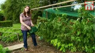 How to grow raspberries with Thompson and Morgan Part 1 Planting and Caring for your raspberries [upl. by Esylla]