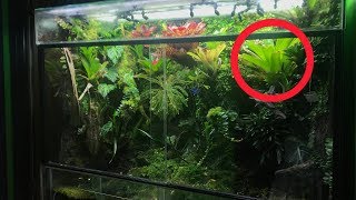 BROMELIADS  Ultimate plant for VIVARIUMS [upl. by Darren]