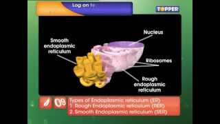 CBSE Class IX BiologyThe Fundamental Unit of Life  Cell Organelles Part1 [upl. by Charlean]