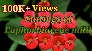 How to make Cuttings of Euphorbia milii in the easiest way [upl. by Eenhat896]