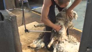 How to Shear  Shearing Merino sheep Fine Wool [upl. by Cowden]