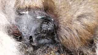 Decomposing Face of Japanese Macaque 猿の死に顔に群がる蛆虫 [upl. by Anyal]