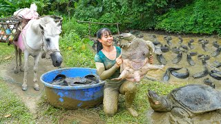 Harvesting Big Turtle And Many Catfish Go To Market Sell  Use Horse Carry Big Turtle Go To Sell [upl. by Grani912]