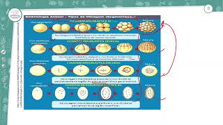 381  DESENVOLVIMENTO EMBRIONÁRIO I  BIOLOGIA  1º ANO EM  AULA 3812024 [upl. by Feodora]