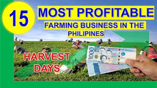 Top 15 Most Profitable Farming Business in the Philippines per Return on Investments w Harvest Days [upl. by Nawoj]