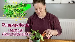 Aglaonema Pictum Tricolor PROPAGATION amp SURPRISE GROWTH DISCOVERY [upl. by Silvan]