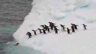 Penguins jump off an iceberg [upl. by Portia85]