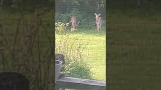 RARE DEER IN DYERSVILLE baby [upl. by Laverne]