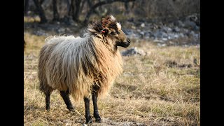 Sheep and Goat Corral Setup [upl. by Narual]