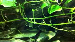 Brackish fish tank with silver moony archerfish and spotted scat fish at the childrens aquarium [upl. by Ytnom]