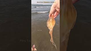 jellyfish beach fishing🐳🐟🙏❣️ [upl. by Klinges]