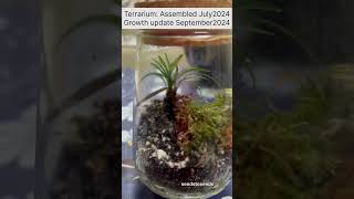 Terrarium Growth update Assembled in July2024 [upl. by Emmery633]