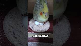 Reprodução das calopsitas ariscas  shorts [upl. by Olenolin]