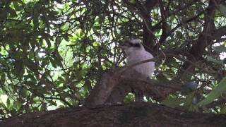 Kookaburra v Pied Currawong [upl. by Naletak]