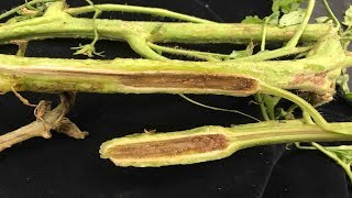 ⟹ Fusarium vs Vertisillium  Tomato diseases  My take on it how to tell the difference [upl. by Nedi]