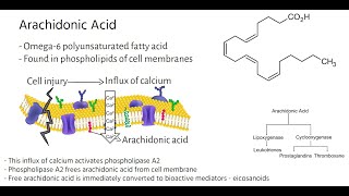 Arachidonic Acid Metabolic Pathways [upl. by Lleznol]