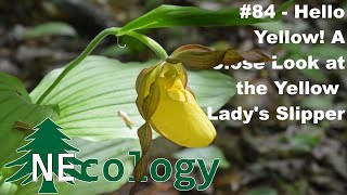 NEcology 84  Hello Yellow A Close Look at the Yellow Ladys Slipper [upl. by Ateekan]