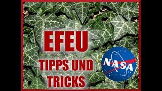 EFEU  Tipps Tricks und Vermehrung [upl. by Merry]