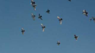 Tumbler Pigeons flying in the air [upl. by Artep]