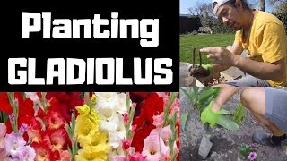 Planting Gladiolus Gladioli [upl. by Sudnak623]