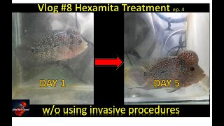 Vlog 8 How to treat Hexamita on Flowehorns without invasive procedure ep 4 [upl. by Nothgierc]