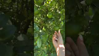 🍋‍🟩 lime picking chill farming homestead gardening limes nature green farmlife [upl. by Nanor402]