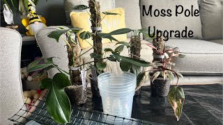 More Moss Pole Upgrades [upl. by Trela]