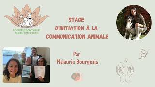 Stage communication animale [upl. by Ahseka]