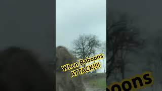 When baboons attack at Knowsley Safari animals zoo travelvlog [upl. by Ilka205]