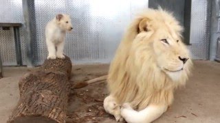 Toronto Zoos Lion Cubs with Dad Fintan [upl. by Laiceps221]