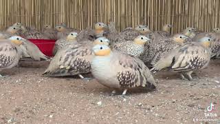 SPOTTED SANDGROUSE [upl. by Pevzner]