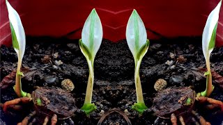 Spathiphyllum Variegated Peace Lily Propagation  Grow Picasso from Rhizome [upl. by Rihat]